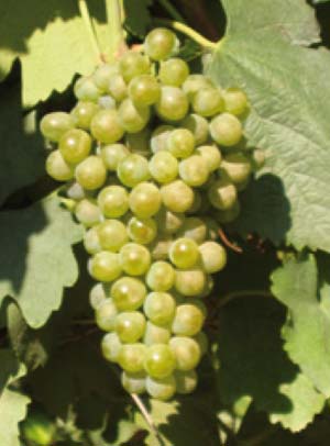 Falanghina