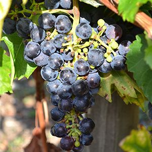 Malvasia Nera di Basilicata