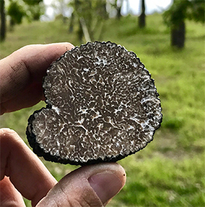 Fresh Black Truffles 