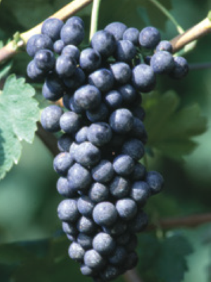 Lambrusco Barghi