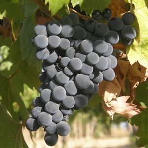 Montepulciano