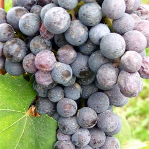 Nebbiolo