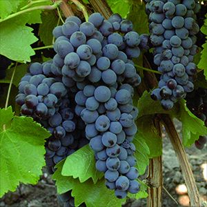 Nero d’ Avola